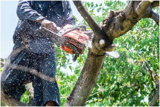 tree services Nutter Fort